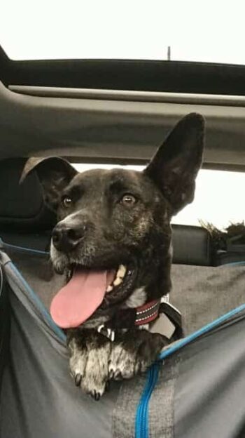 Brindle dog in car