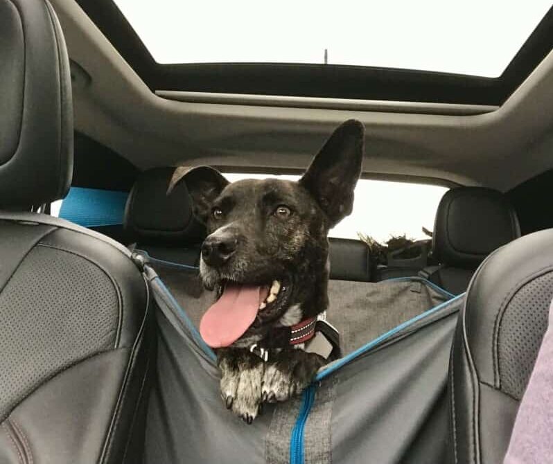 Brindle dog in car