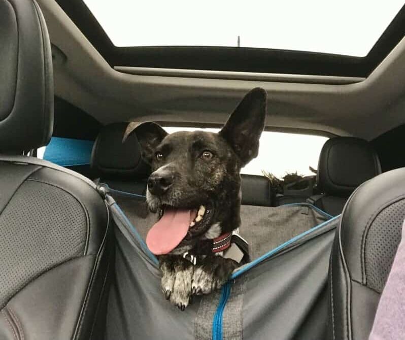 brindle dog in car