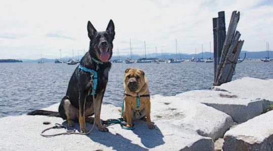 Buster and Ty - Burlington, VT