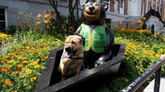 Ty with Teddy Bear - Church Street - Burlington, VT