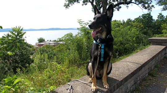 Buster in Battery Park - Burlington, VT