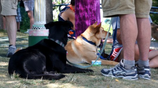 Dogs at Ben & Jerry's - Burlington, VT