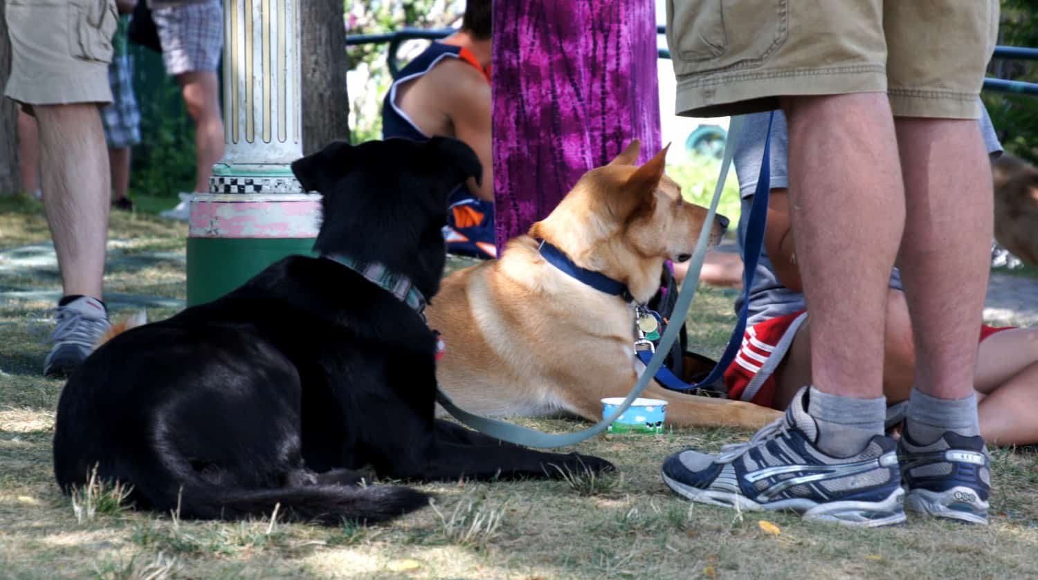 Dogs at Ben & Jerry's - Burlington, VT