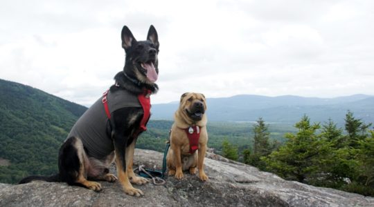 Buster and Ty - Bald Mountain, NH