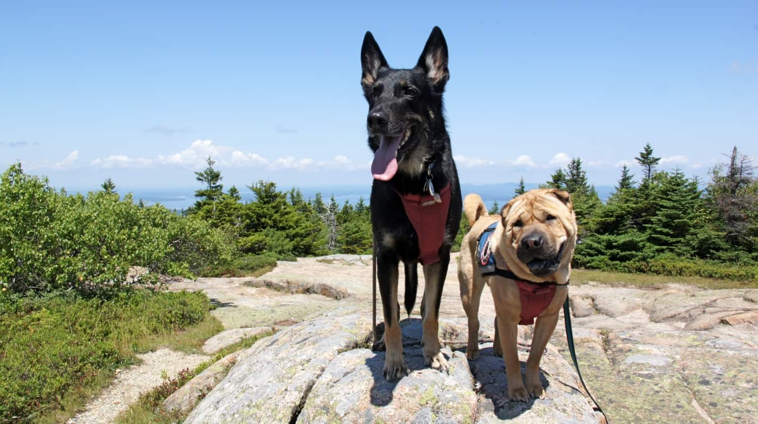 Buster and Ty on Cadillac Mountain, Acadia National Park - Bar Harbor, ME