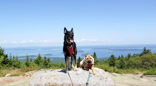 Buster & Ty on Cadillac Mountain, Acadia National Park - Bar Harbor, ME