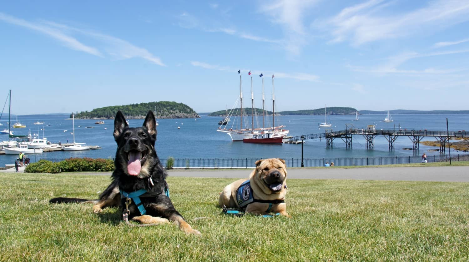 Buster and Ty - Bar Harbor, ME