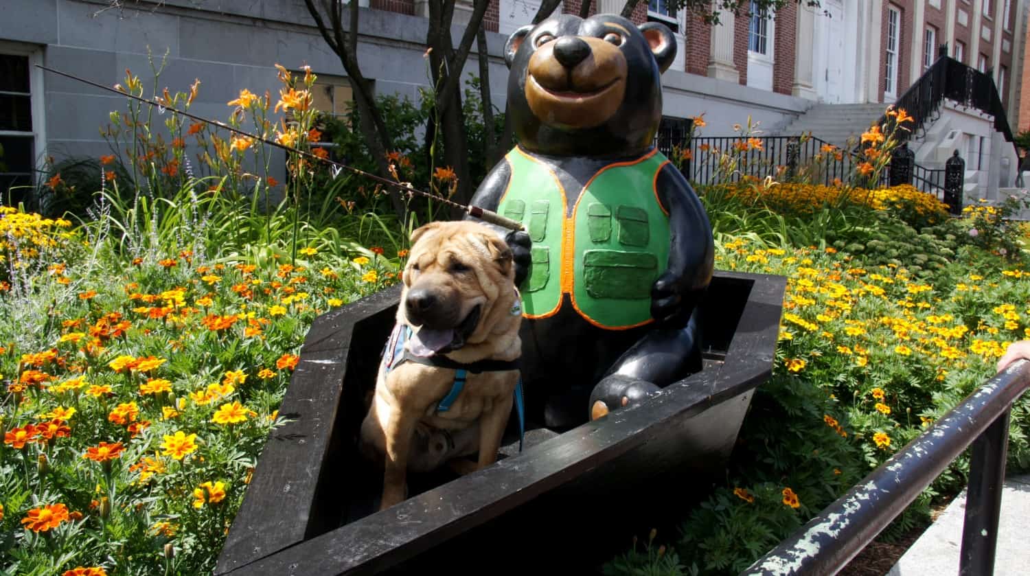 Ty with Bear in Burlington, VT