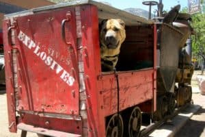 Shar-pei dog in an old train cart marked for explosives in Bisbee, AZ