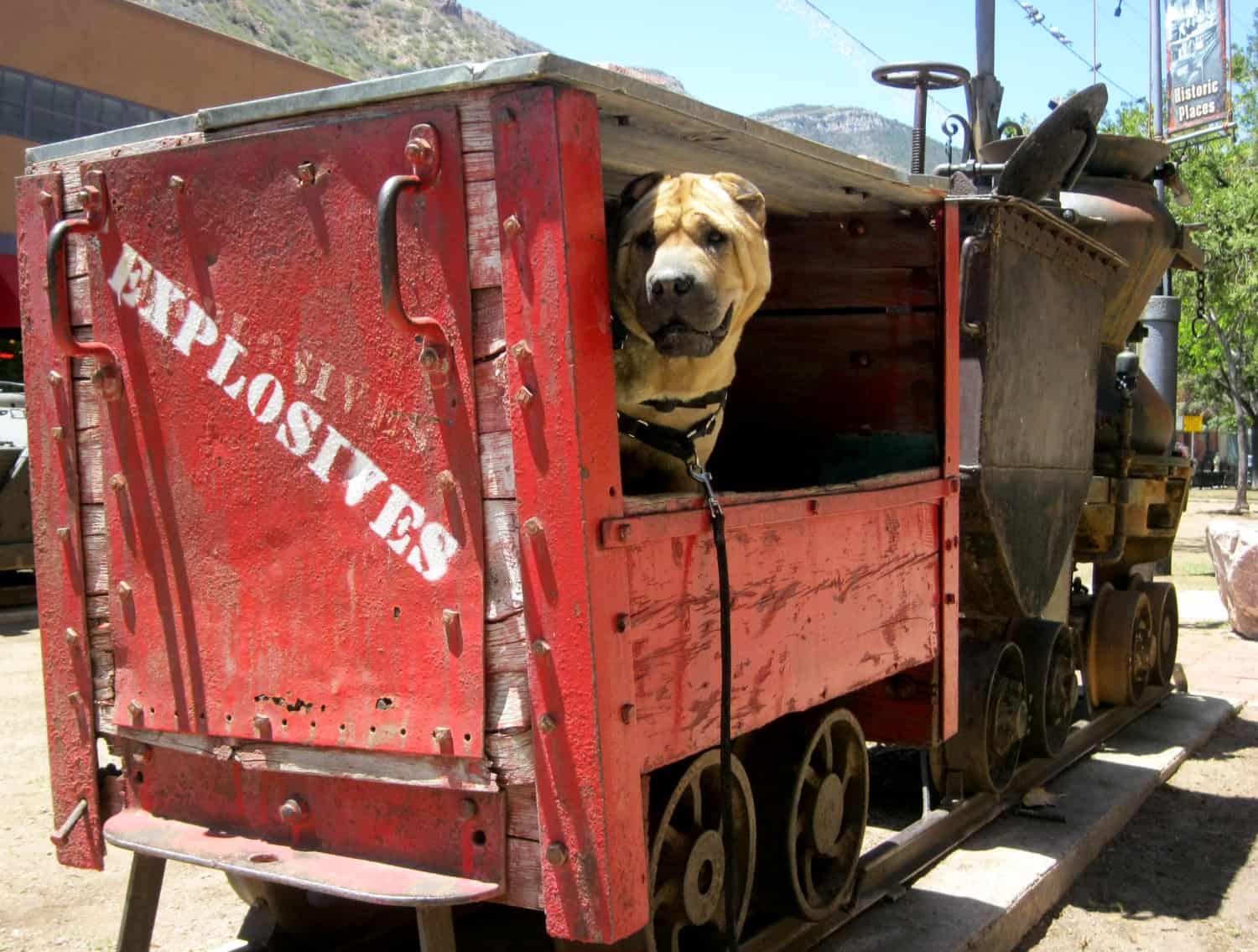 Shar-pei dog in an old train cart marked for explosives in Bisbee, AZ