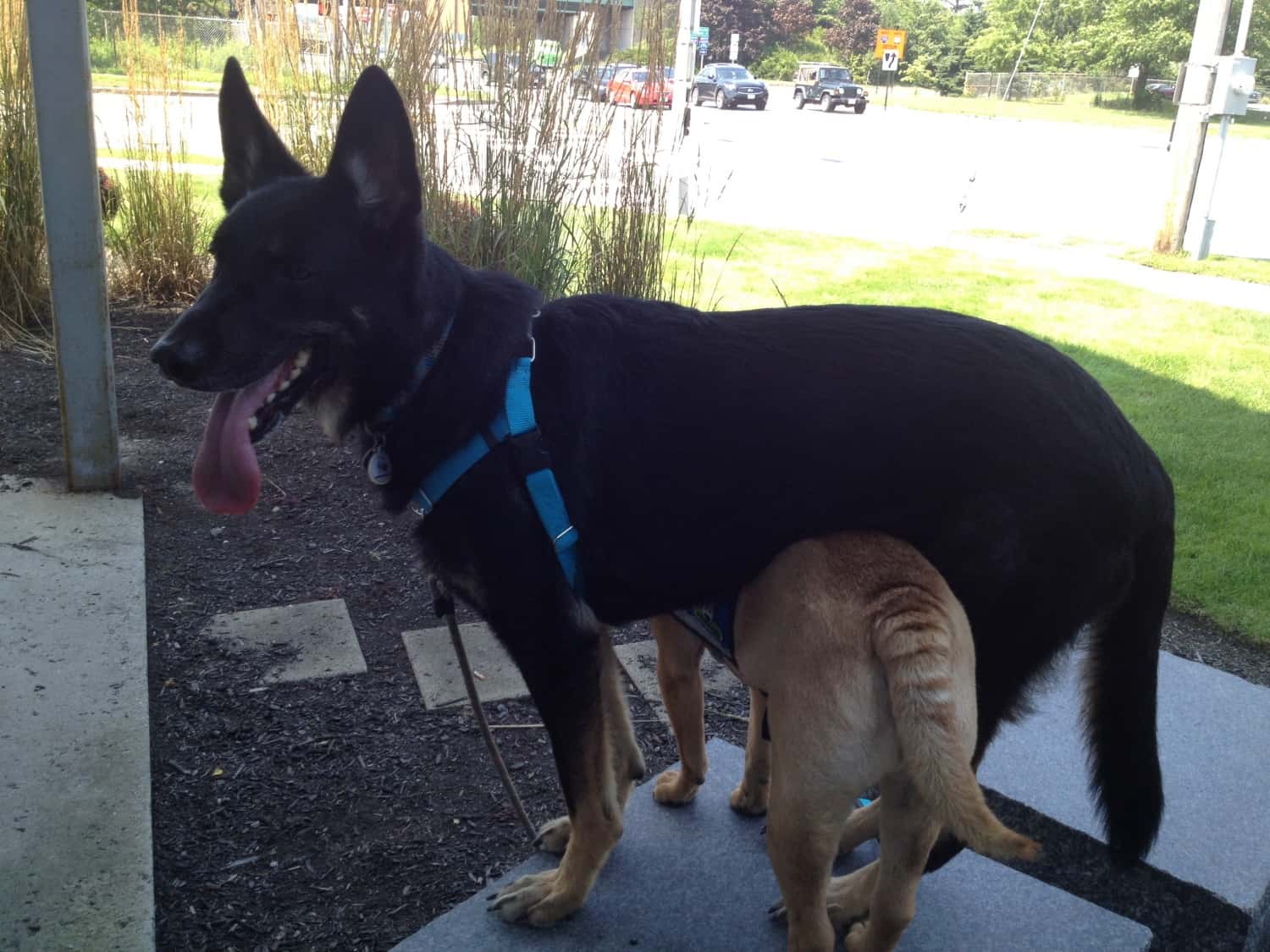 Ty and Buster at Planet Dog - Portland, ME