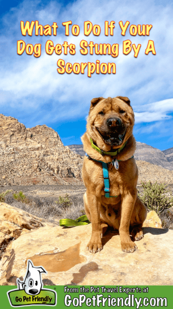 Ty the Shar-pei from GoPetFriendly.com sitting on a rock in Red Rock Canyon, NV