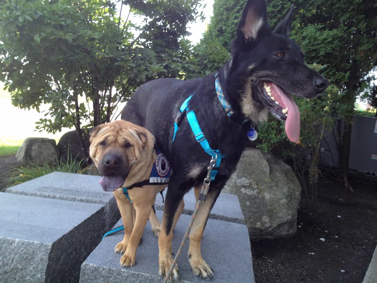 Ty and Buster at Planet Dog - Portland, ME