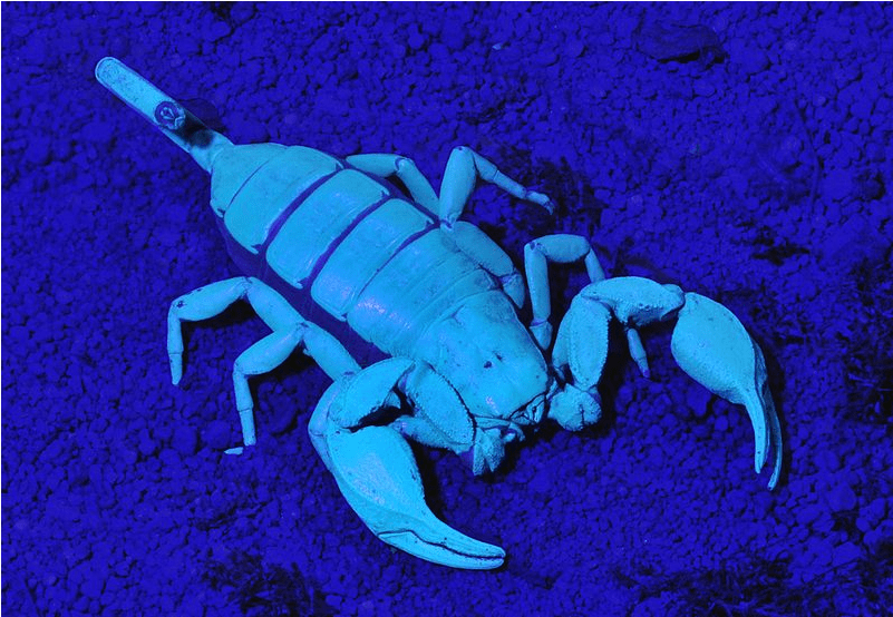 Scorpions under UV