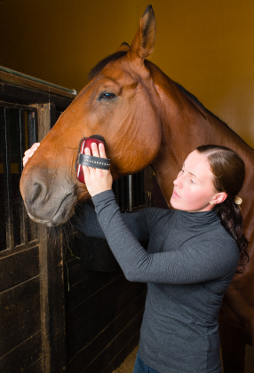 Horse Care