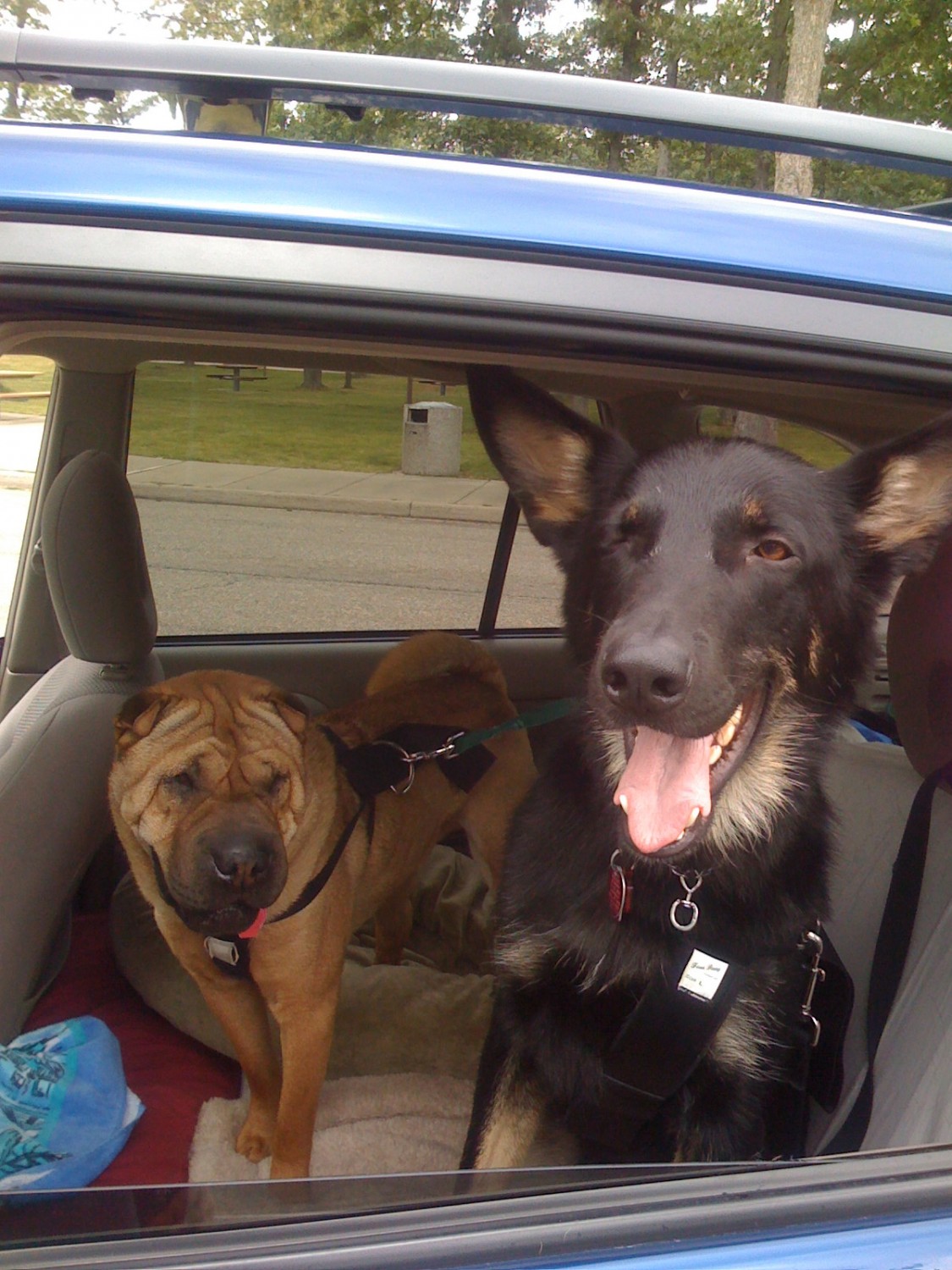 Twee lachende honden op de achterbank van een auto.
