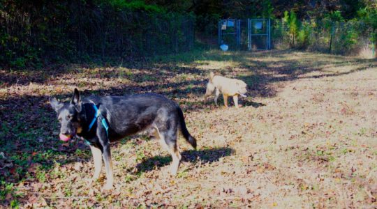 Four Paws Kingdom - Rutherfordton, NC