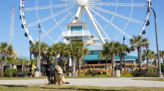 Buster and Ty - Myrtle Beach, SC