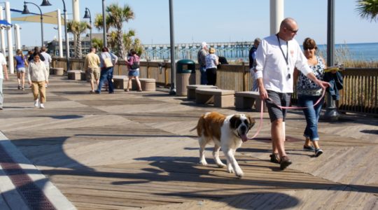 Dog on Boardwalk - Myrtle Beach, SC