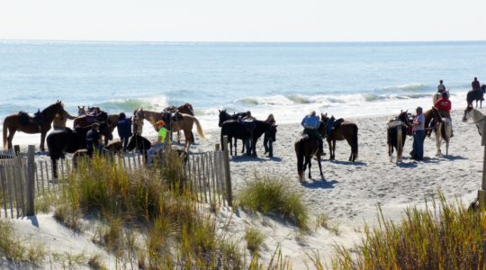 Horses on the Beach - Myrtle Beach, SC