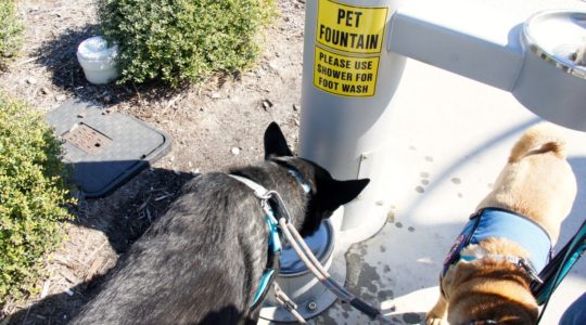 Pet Fountain on the Boardwalk - Myrtle Beach, SC