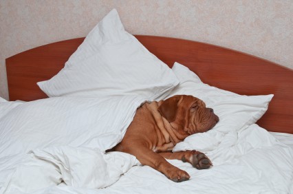 Dog in Bed