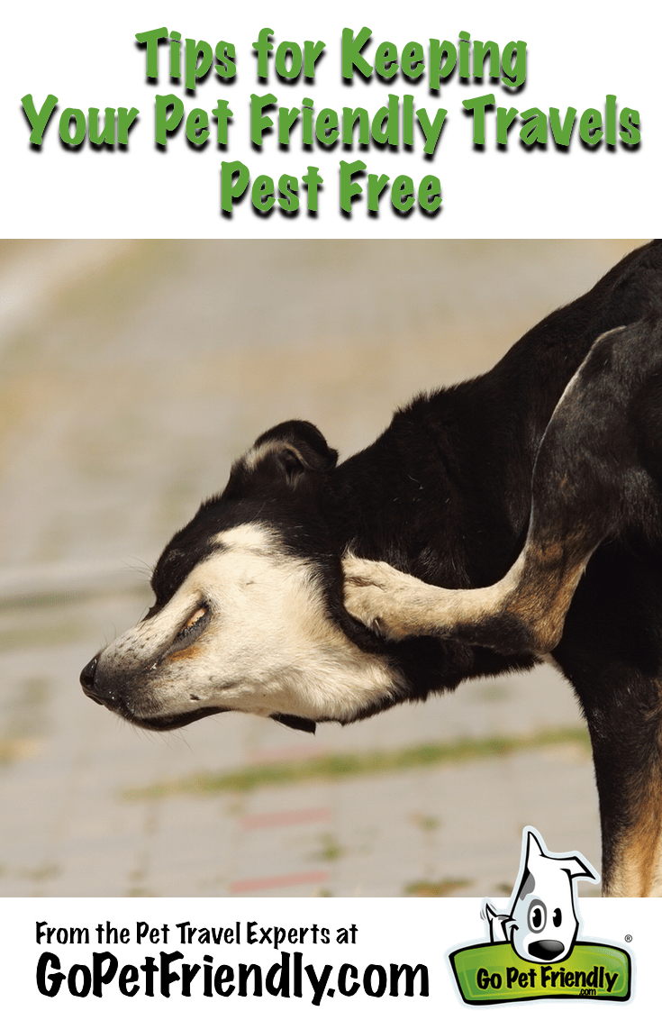 Tips for Keeping your Pet Friendly Travels Pest Free