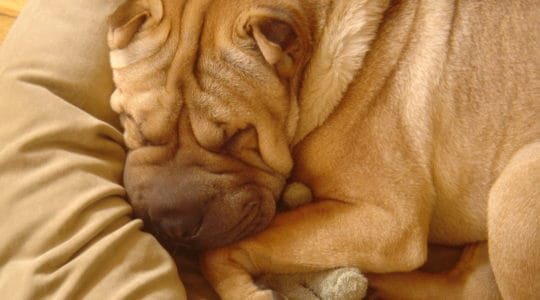 Ty Sleeping in his bed