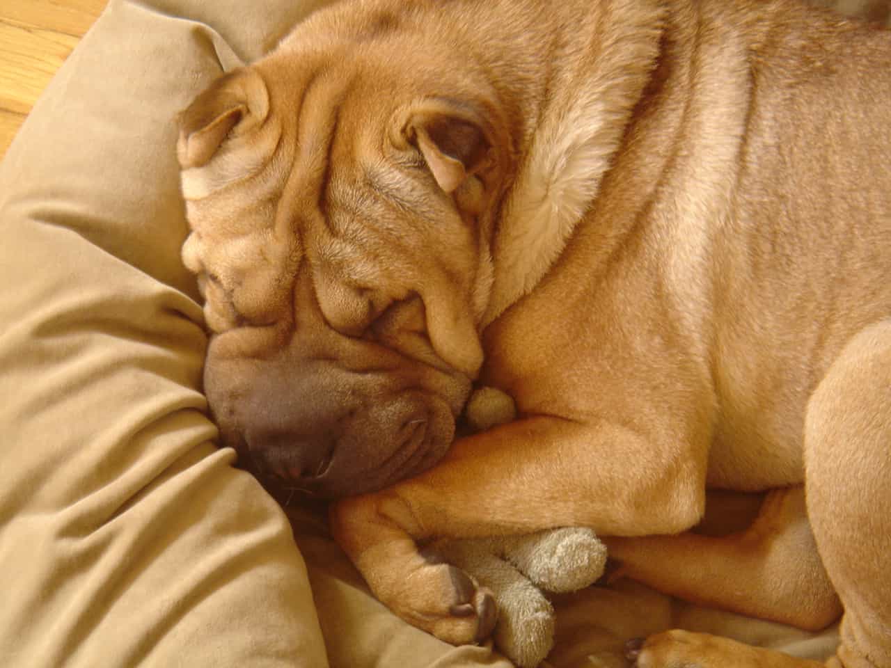 Ty Sleeping in his bed