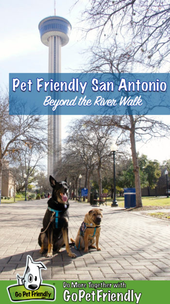 A Shar-pei and German Shepherd sitting on a path in a dog friendly park in San Antonio, TX