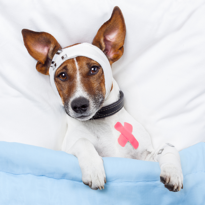 Canine Influenza: What You Need to Know Before Traveling With Your Dog |GoPetFriendly.com