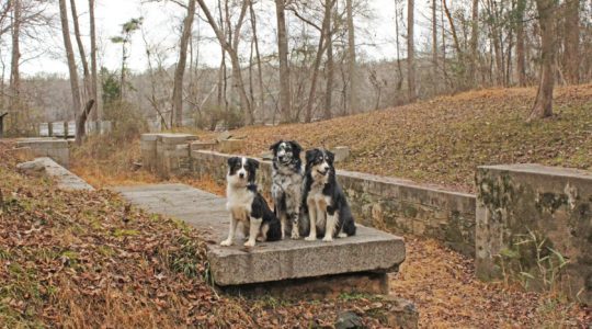 Landsford Canal State Park - Catawba, SC