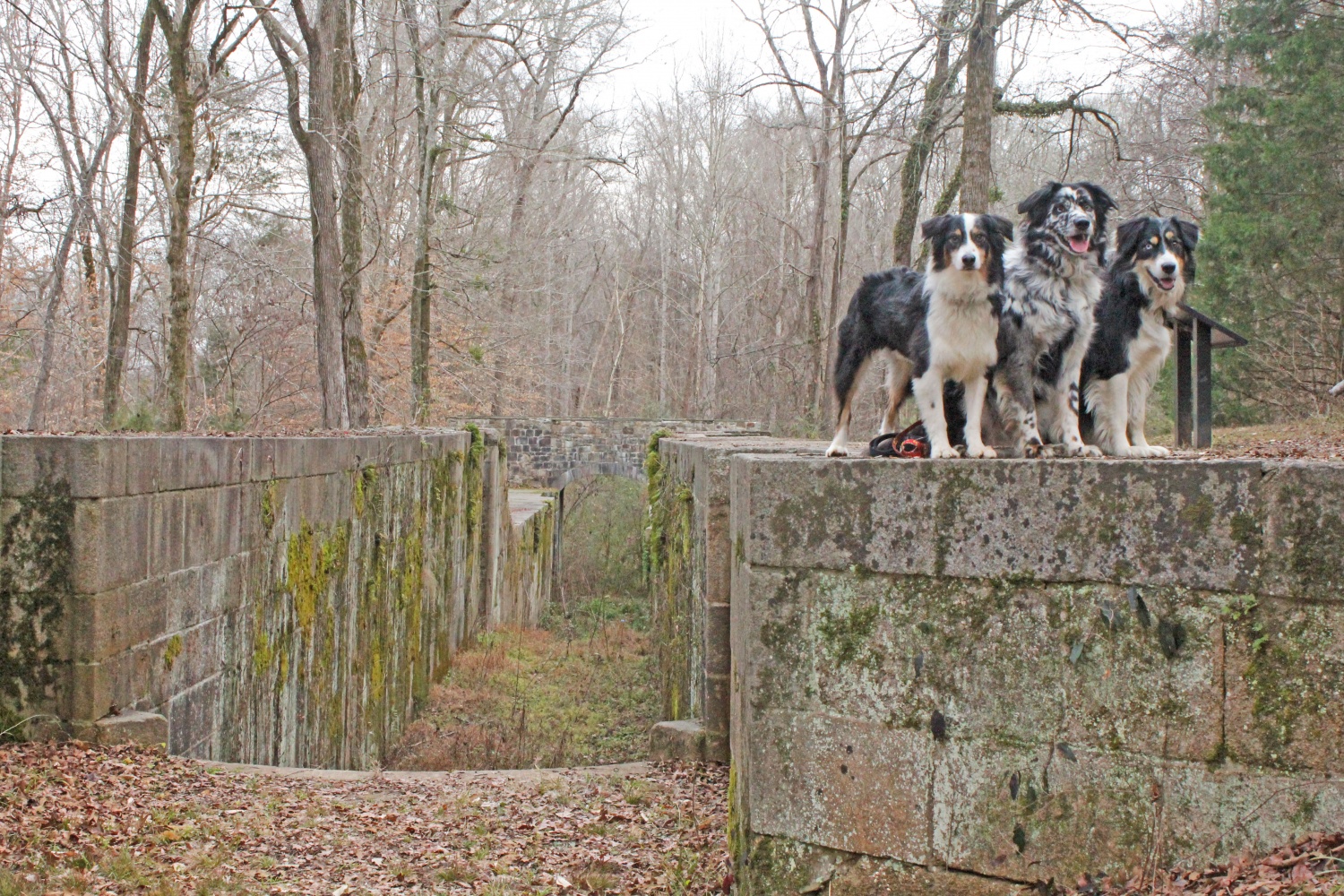 Landsford Canal State Park - Catawba, SC