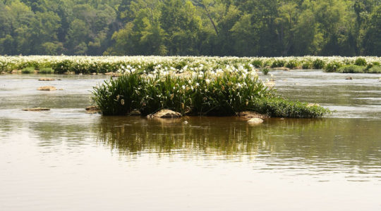 Landsford Canal State Park - Catawba, SC