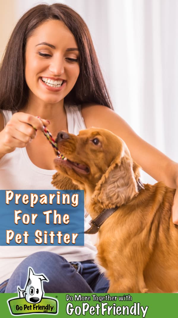 Woman playing with a Cocker Spaniel puppy