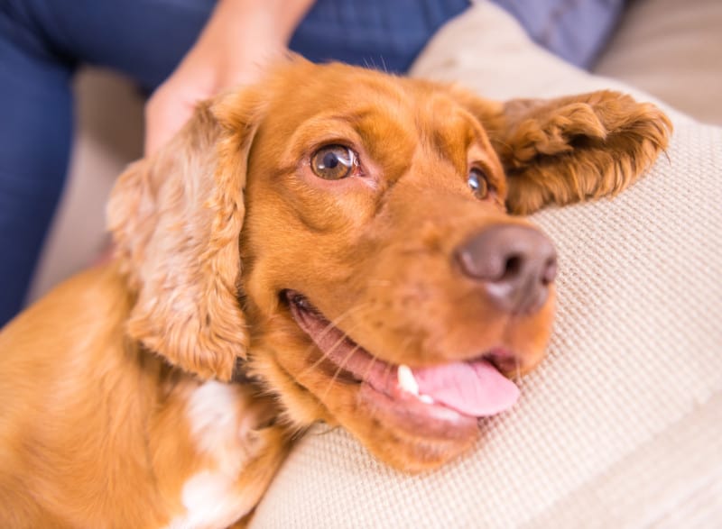 Close up of a smiling brown cocker spaniel puppy