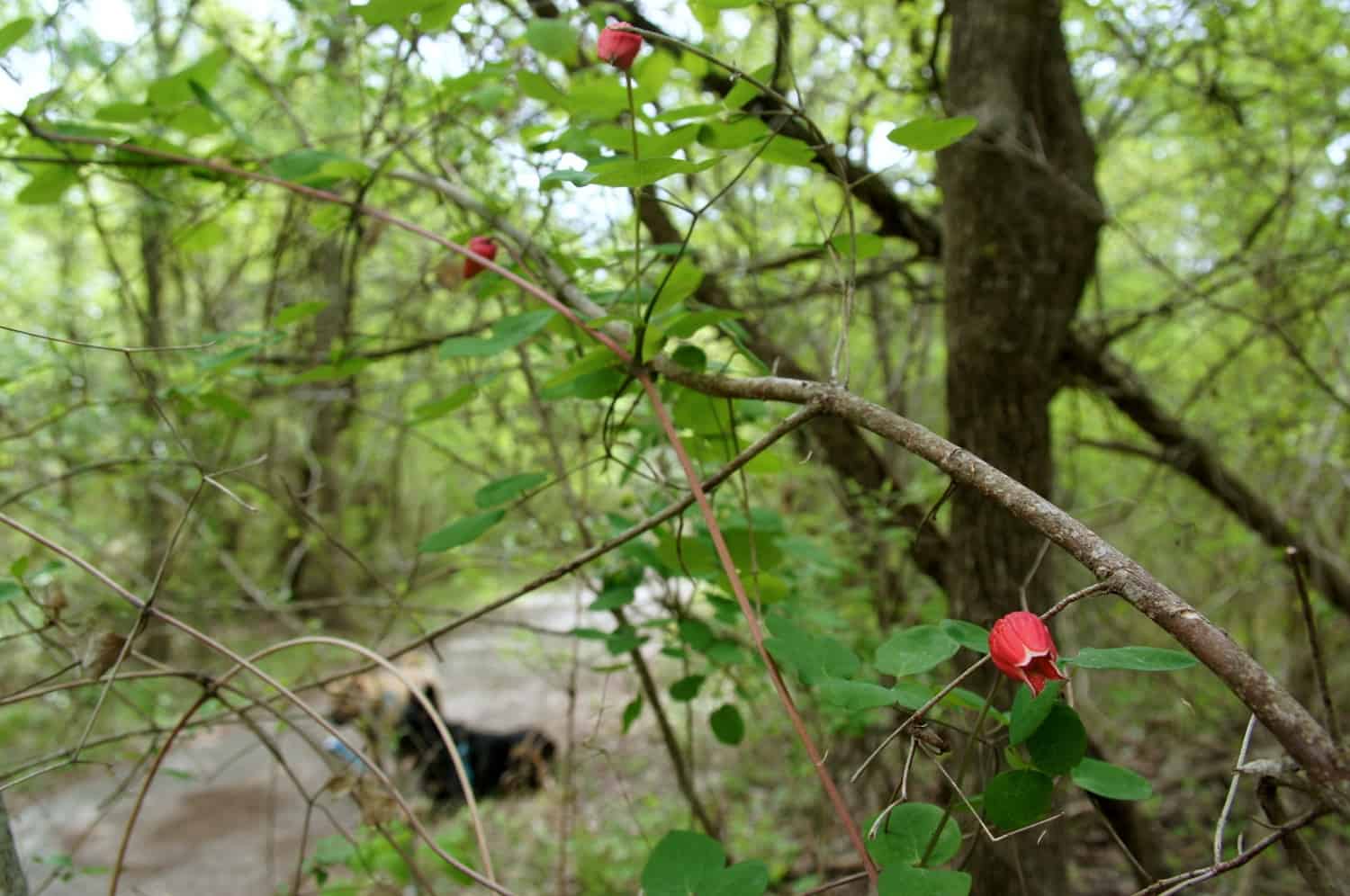 Two dogs on a pet friendly trail in McKinney Falls State Park - Austin, TX