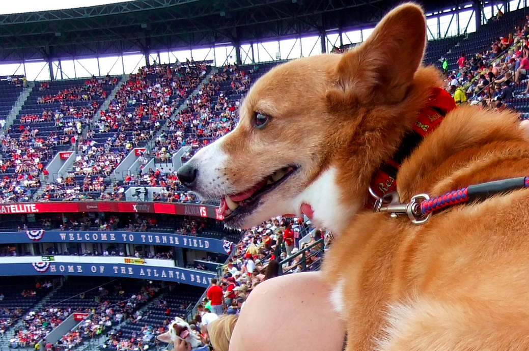 Dog Friendly Mlb Games 2025