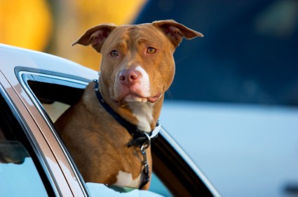 Pit bull - Dog in Car