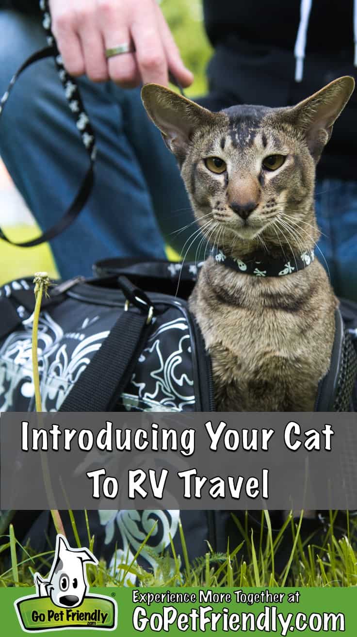 Cat with a collar and leash sitting in a carrier with man crouching behind introducing the cat to RV travel
