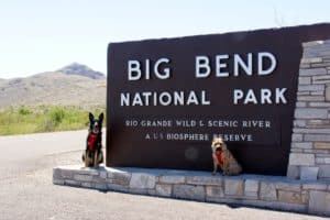 Buster and Ty at Big Bend National Park - TX
