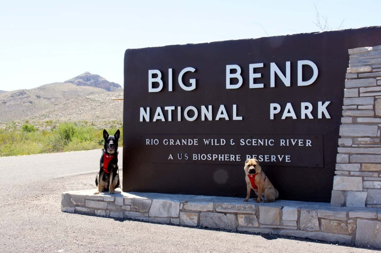 Buster and Ty at Big Bend National Park - TX 