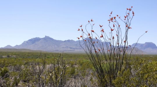 Big Bend National Park - TX