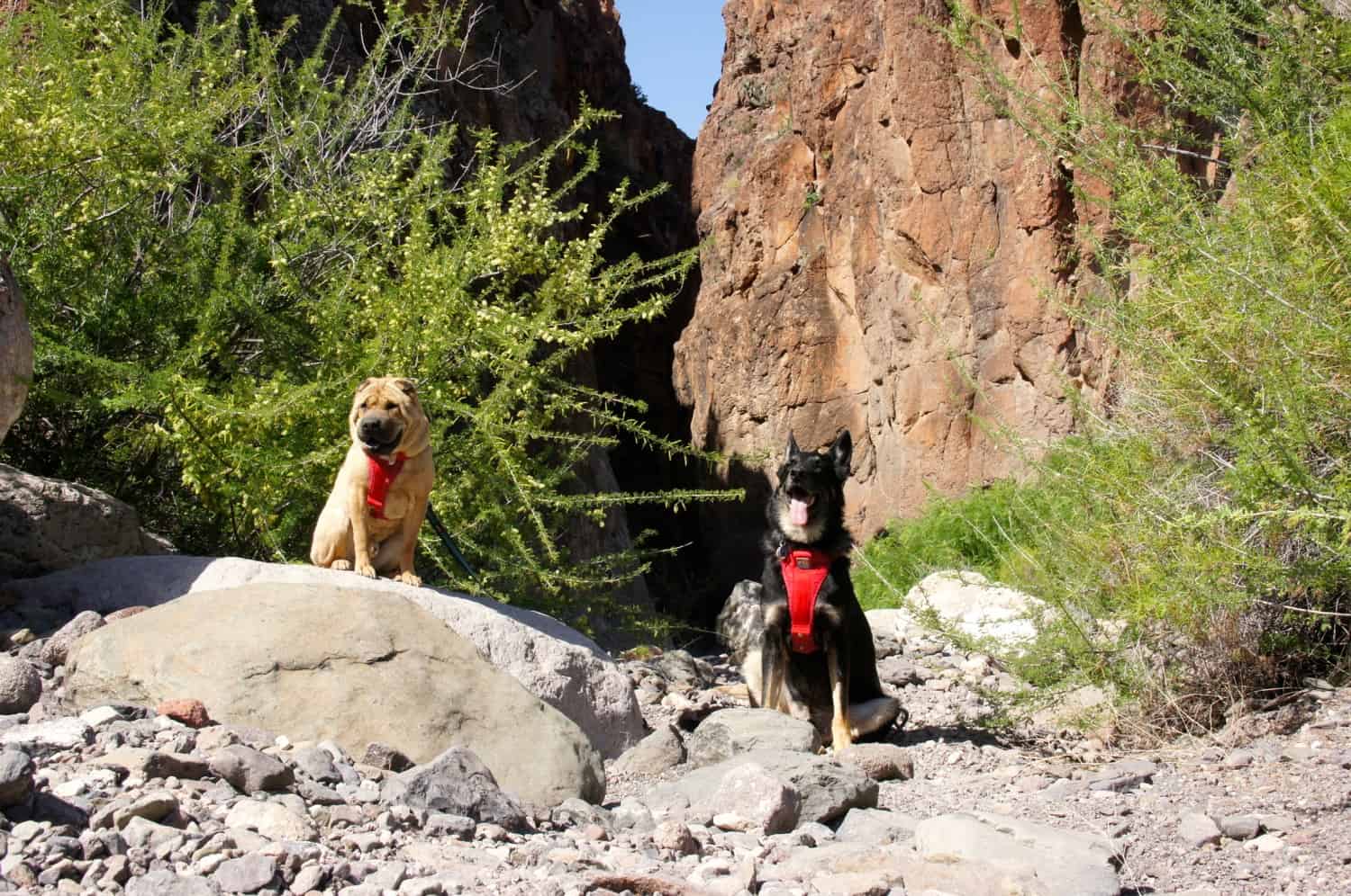Ty and Buster at Big Bend Ranch State Park - TX