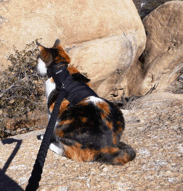 Rosie the cat outdoors on a leash as she acclimates to RV travel