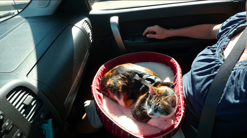 Cat in a bed on a woman's lap in a car - traveling with senior animals