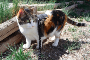 Rosie the cat outdoors on a leash as she acclimates to RV travel