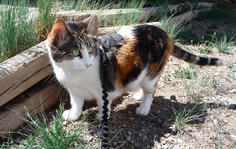 Rosie the cat outdoors on a leash as she acclimates to RV travel