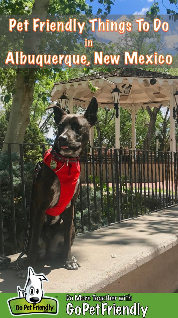 Brindle dog in red harness in the plaza in dog friendly Albuquerque, NM